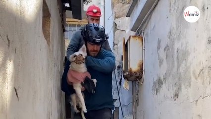 Ex-British soldier risks his life to save animals in dangerous areas (interview)
