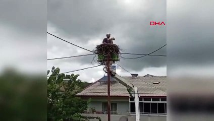 Elektrik direğine yuva yapan leyleğin ayaklarına alçı bandajı dolandı