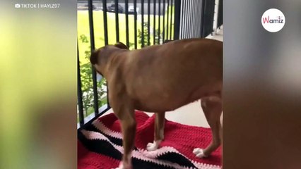 Dog enters a garden for the first time: her reaction touches millions (video)