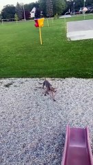 Dog Doesn't Understand Slides