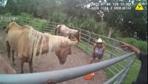 Four malnourished and neglected horses living on Florida farm rescued by authorities