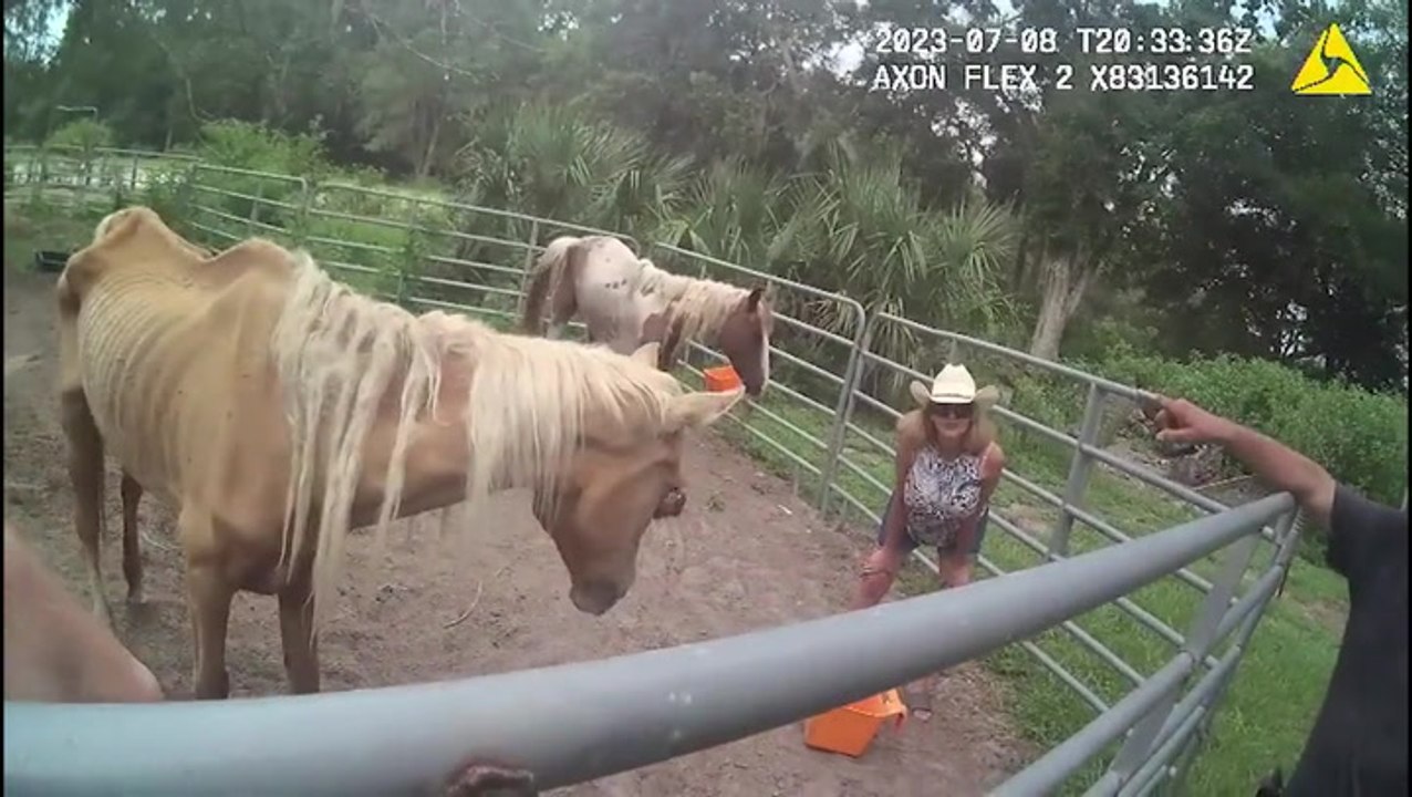 Four malnourished and neglected horses living on Florida farm rescued by authorities