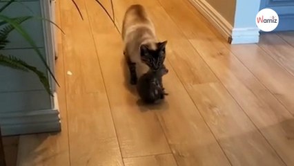 Cat mum wants to rest, so she takes her babies to the dog (video)