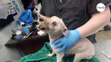 Blind dog missing for years doesn't recognise owners; one sniff changes everything