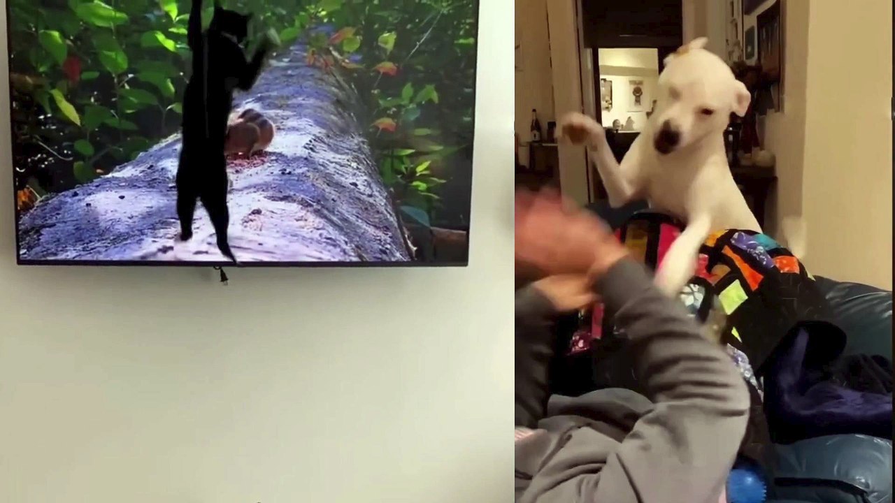 Funny Dogs And Cats Videos 2023  - Best Funniest Animal Videos Of The Month  #112