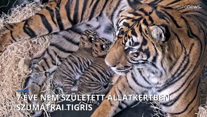 Ritka, veszélyeztetett tigriskölykök születtek a San Diego-i állatkertben