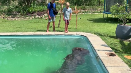 Three-Tonne Hippo Discovered In Swimming Pool | Wild-ish TV