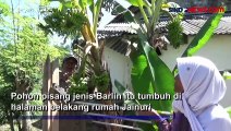 Pohon Pisang Bertandan 4 di Lumajang, Sukses Buat Warga Penasaran