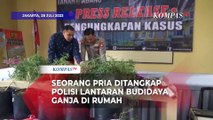 Seorang Pria di Jakbar Ditangkap Polisi Lantaran Nekat Budidayakan Ganja di Rumah