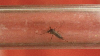 Tüm sahil kesimine yayılan Asya kaplan sivrisineğine karşı mücadele başlatıldı