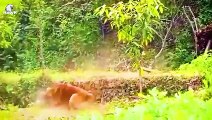 30 Moments Wild Animal Fight Caught On Camera, What Happens Next