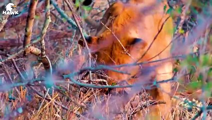 30 Moments When Lions Are In Pain And Go Crazy When Porcupine Feathers Are Inserted Into Them