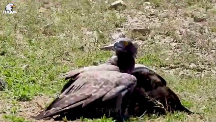 30 Moments Eagles Showed Their Air Dominance By Taking Down a Lion   Animal Fight