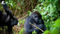 30 Moments When The Gorilla Tries To Escape From The Giant Python, What Happens Next   Animal Fight