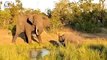 30 Moments Angry Elephant Crushes Everything In Sight, What Happens Next   Animal Fight