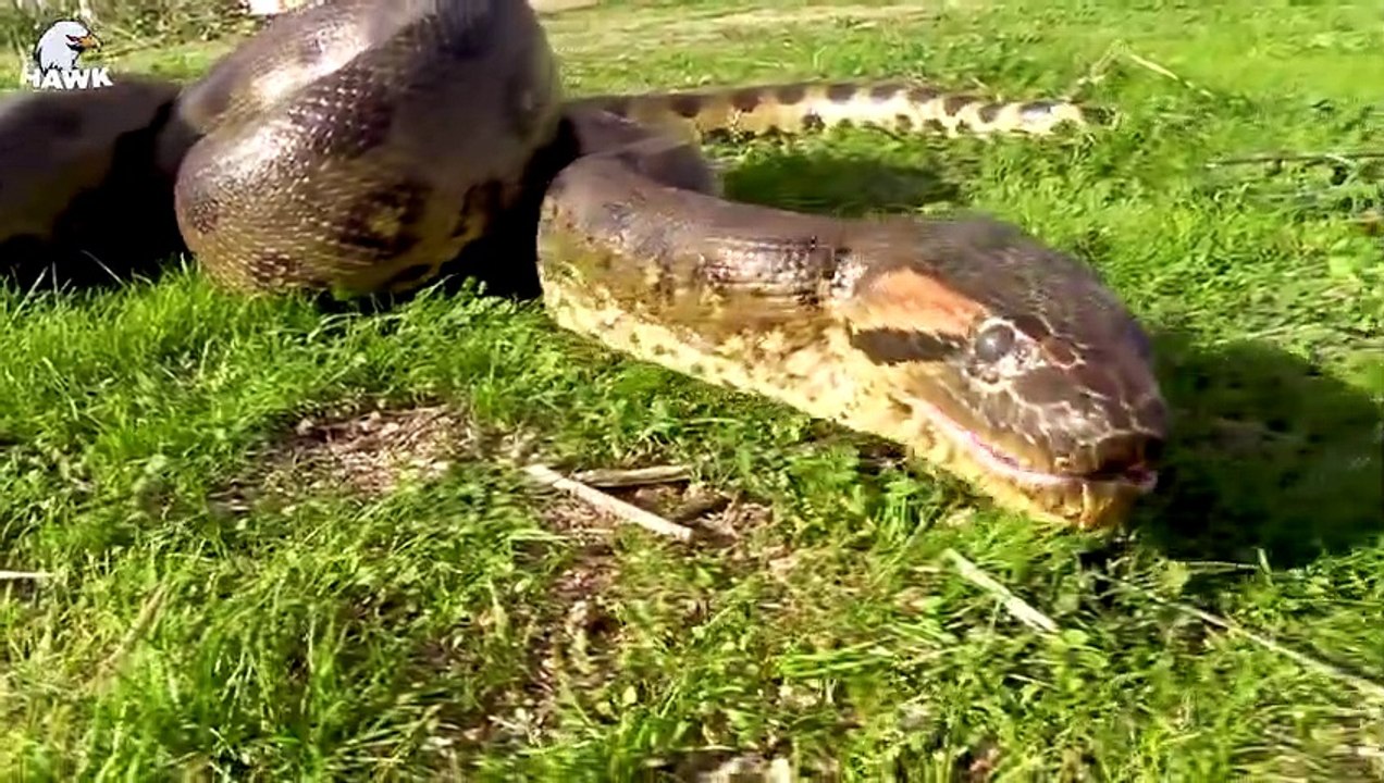 30 Moments Stupid Python Hungry with the Wrong Rival, What Happens Next  Animal Fight