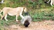 30 Moments Lion Becomes Foolish When Daring To Provoke An Attack On Porcupine   Animal Fight