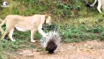 30 Moments Lion Becomes Foolish When Daring To Provoke An Attack On Porcupine   Animal Fight