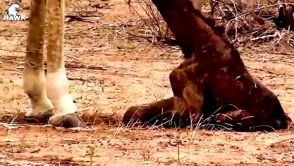30 Scary Moments! Giraffes Fight Brutally To The Last Breath   Animal Fight