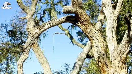 30 Moments When Storks Hunt Without Stopping   Animal Fight