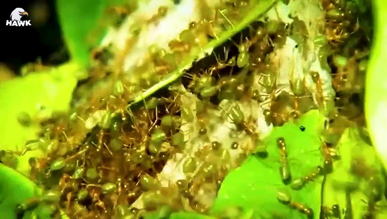 30 Moments Big Python Becomes Victim Of Thousands Of Ants   Animal Fight