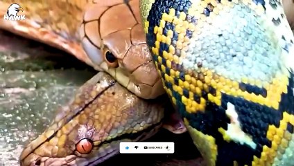 30 Moments When Python Received A Bitter Ending, What Happens Next   Animal Fight