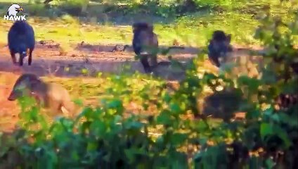 30 Moments Of Angry Warthog Biting A Big Cat Mercilessly, What Happens Next   Animal Fight
