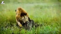 30 Moments Warthogs Face Off Against A Bloodthirsty Lion, What Happens Next   Animal Fight