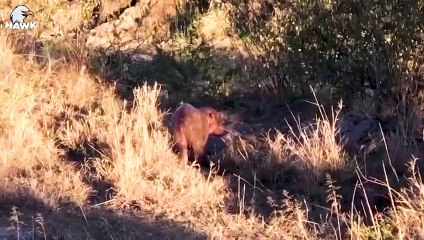 30 Moments Hippo Saves Animals From Brutal Predators   Animal Fight