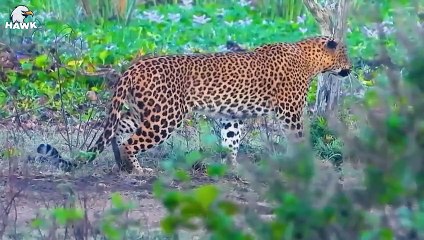 30 Moments When Animals Messed With The Wrong Warthog   Animal Fight