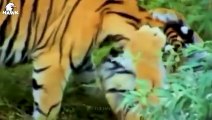 30 Unbelievable Moments When a Lion Hunt Failed, What Happened Next   Animal Fight