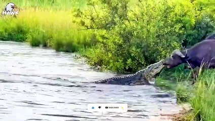 30 Moments Buffalo Injured Due To Revenge Against Wild Animals   Animal Fight