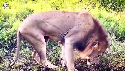 30 Moments Lion Lost One Leg Due While Defending Their Territory   Animal Fight