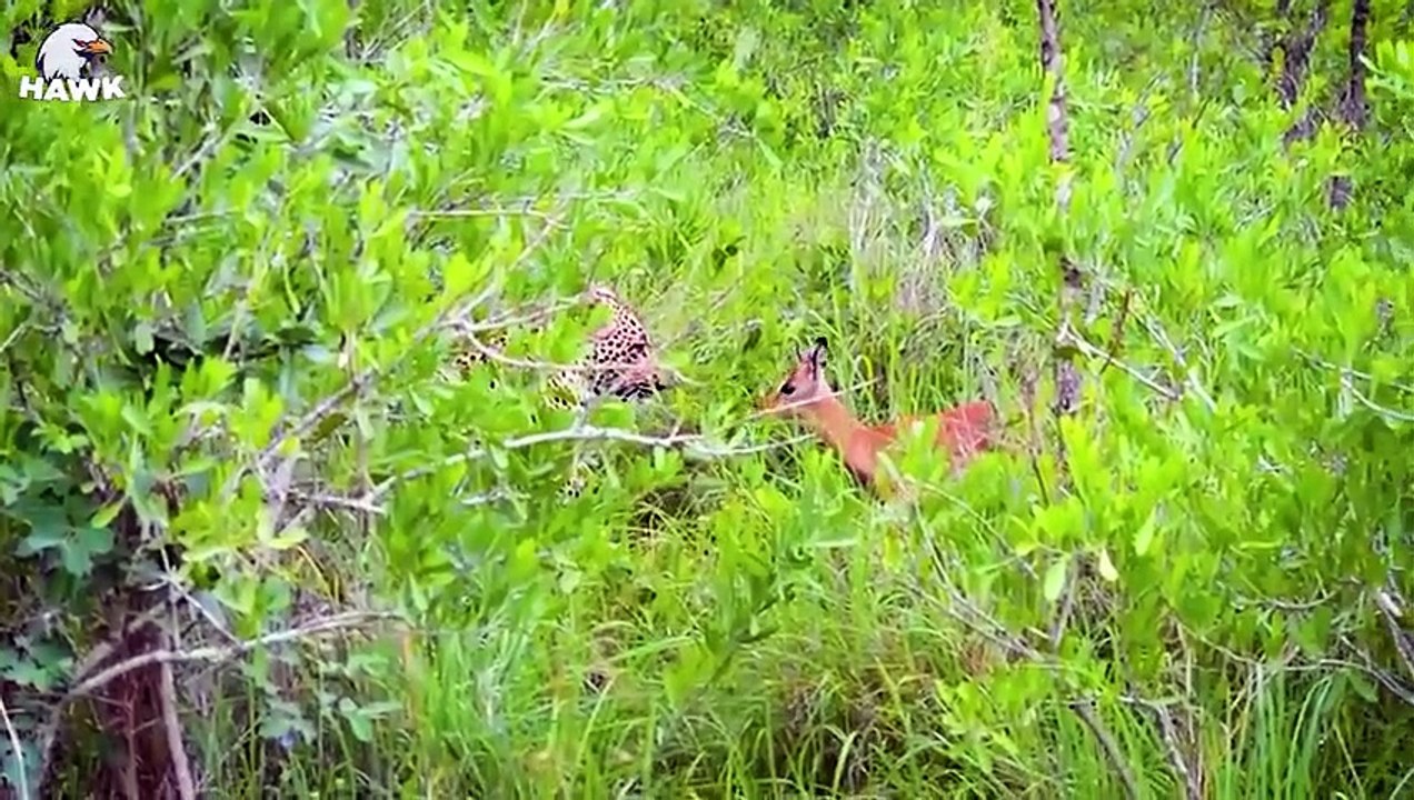 30 Endings The Lion Hunts Alone! The Proud Lion Is Mercilessly Attacked By A Wild Horse