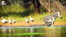 30 Tragic Fate Of A Zebra At Hands Of Nature's Most Ruthless Enemy   Animal Fight