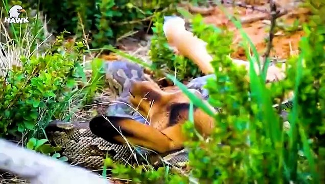 30 Stupid Pythons Trying To Escape Impala's Horns, What Happens Animal fights