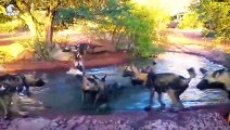30 Moments When Warthog Attacks And Swallows Everything That Moves   Animal Fight