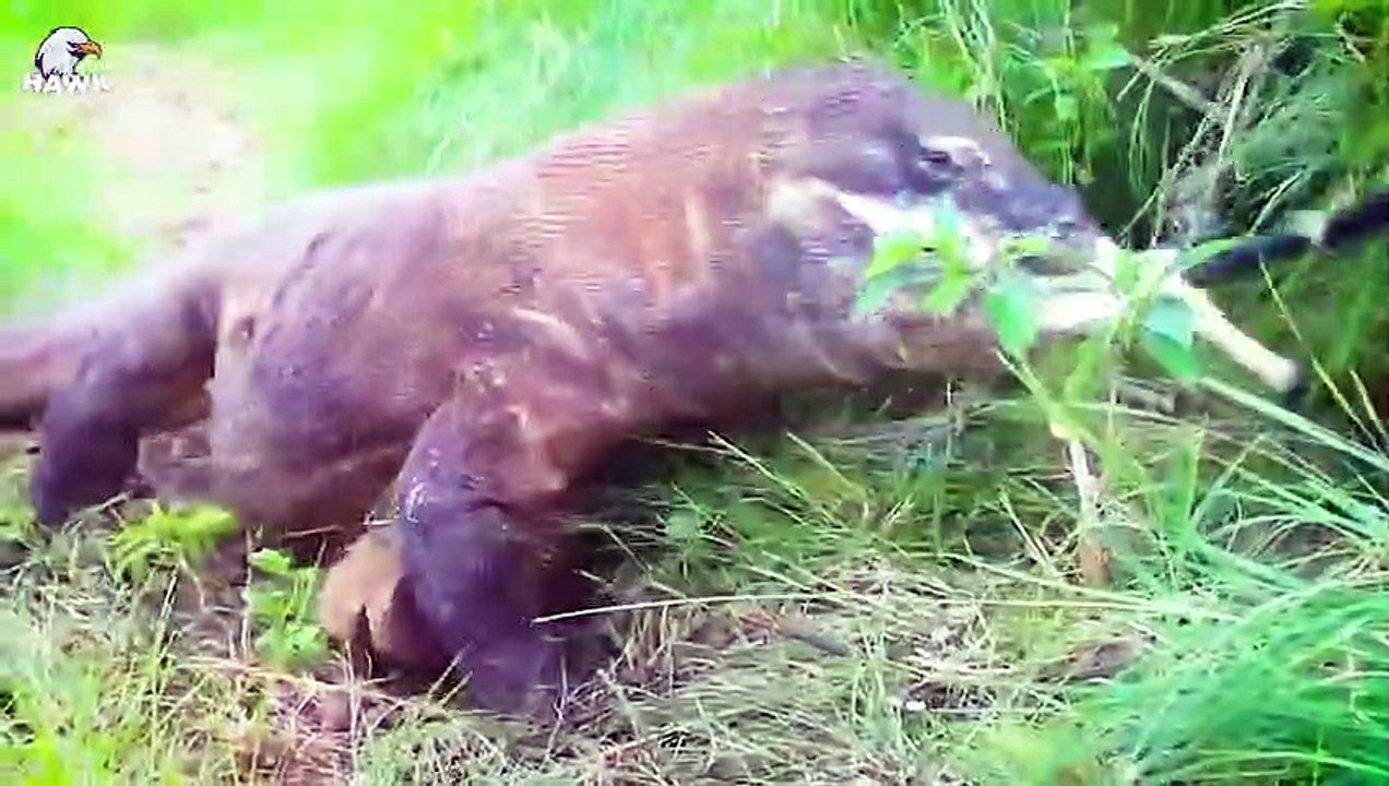 30 Moments 2 Predators Can Catch Wild Horses, Let's See How They Are   Animal Fight