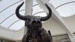 Sharon Osbourne unveils giant Commonwealth Games bull ‘Ozzy’ at Birmingham New Street