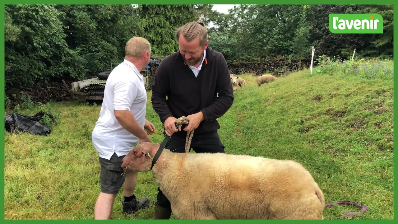 Vincent Simon va concourir à Libramont, avec ses moutons