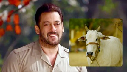 जब Salman Khan ने कहा कि गाय हमारी माता है