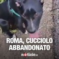 Animali abbandonati per strada: i video di Andymusic1987