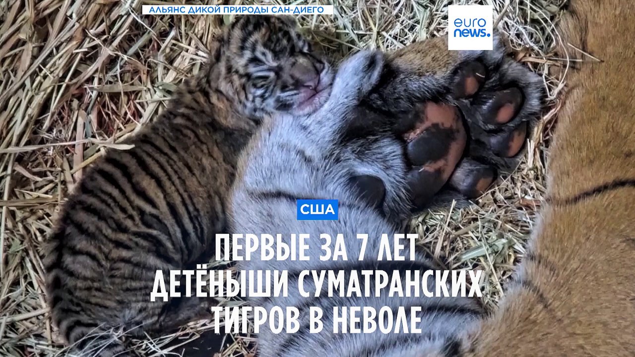 Суматранские тигрята в зоопарке Сан-Диего