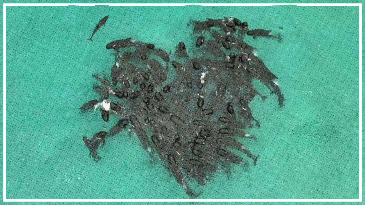 Grindwale bildeten vor ihrem Verenden ein Herz