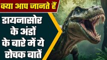 Size of Dinosaur Eggs: MP के धार में मिले Didosaur के अंडों के जीवाश्म, जांच जारी | वनइंडिया हिंदी