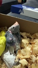 Un perroquet embrasse des poussins