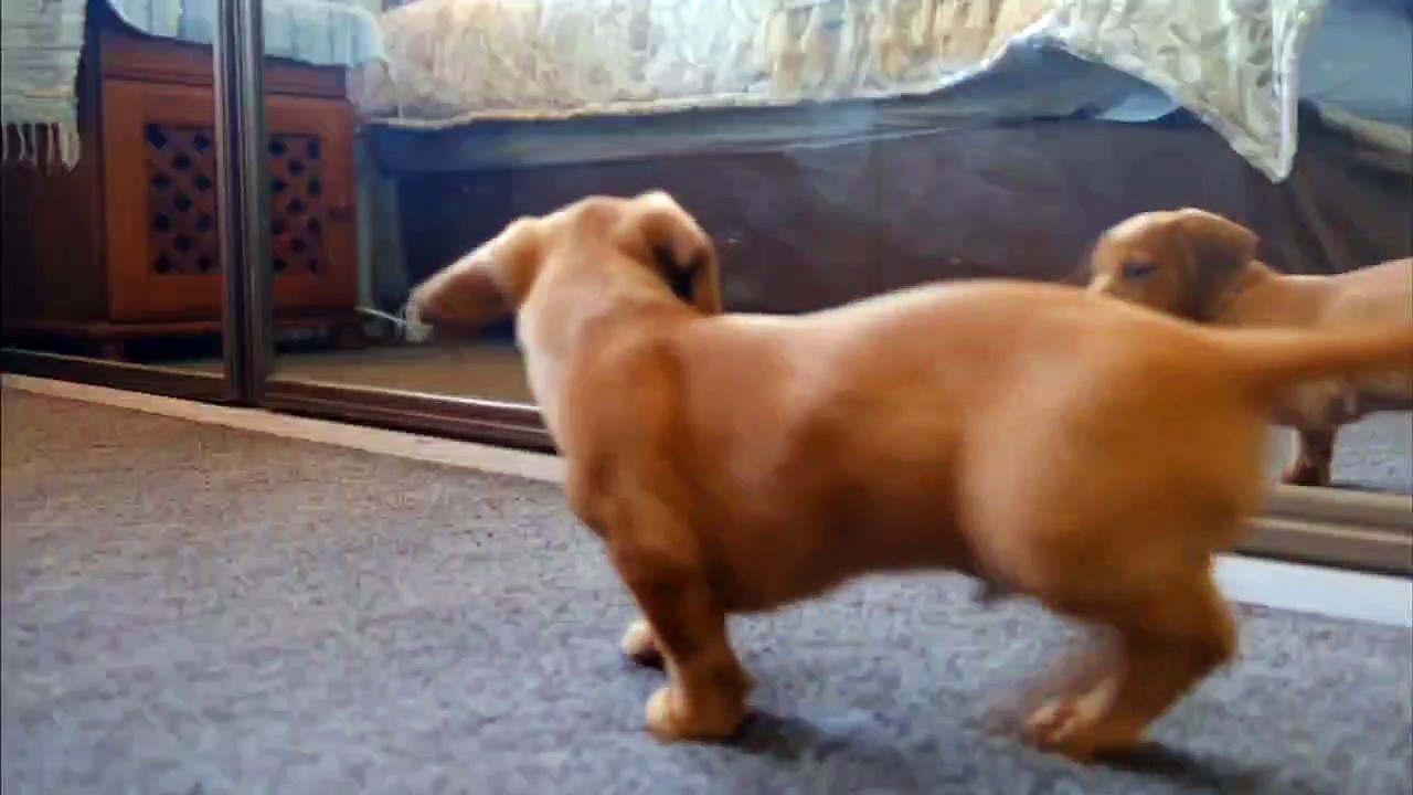 Mirror Prank On Dog