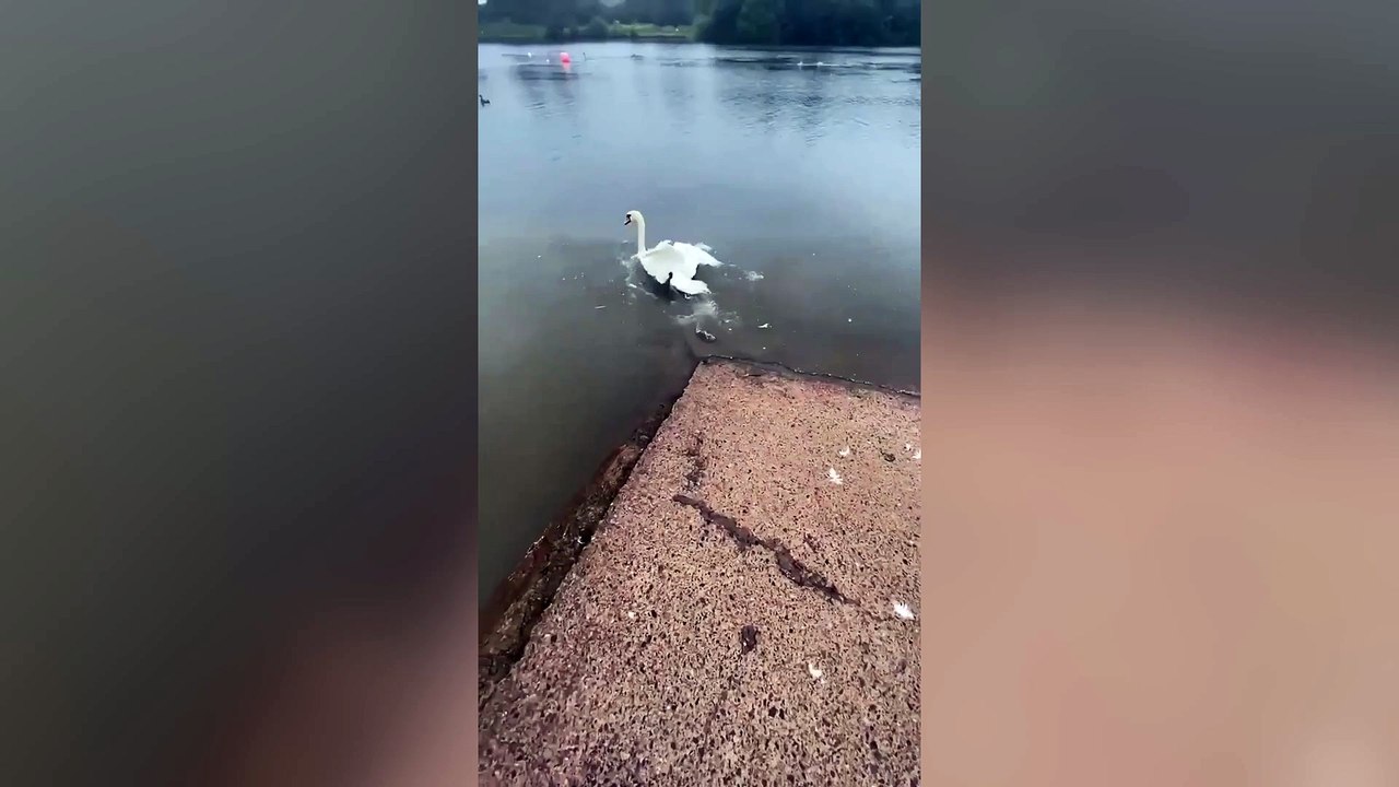 RSPCA blast cruel teens who stabbed swan in ‘senseless’ park attack ...