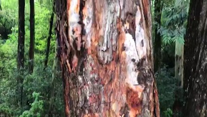 Temporal: Raio racha árvore no XIV de Novembro e preocupa moradores