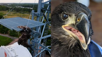 HEROIC Bald Eagle Rescue!